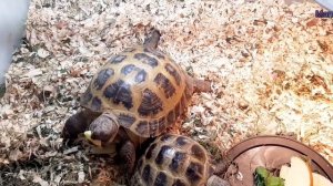 Как стимулировать #черепах к размножению?