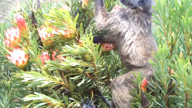 Hungry Baboon demolishes Protea repens смотреть онлайн