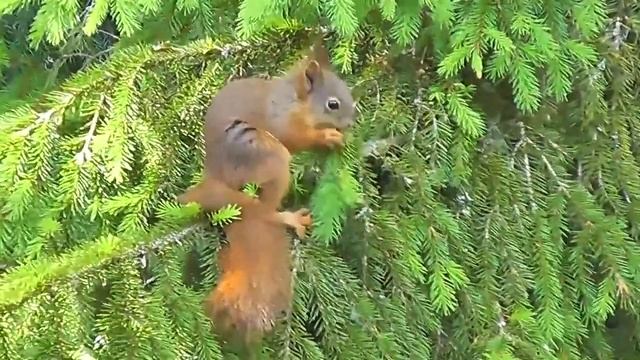 Жизнь белки в лесу...Как белочки грызут орешки...