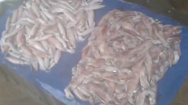 Рыбный рынок Галле Шри Ланка Fish market Galle Sri Lanka