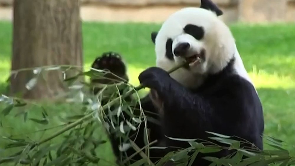 В Китай из США вернулось семейство больших панд / События на ТВЦ