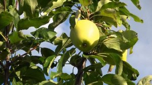 Изысканная классика / Яблоня РОЗМАРИН БЕЛЫЙ / Первое контрольное плодоношение