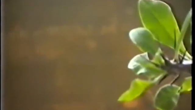 Ислам во Владивостоке! У мусилман отабрали! смотреть онлайн