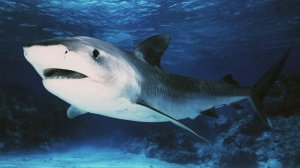 Кто такие Тигровые Акулы🦈Интересные и Малоизвестные факты о Тигровых Акулах🔥 AnyWild