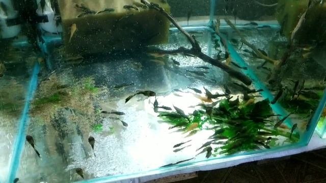 Самый дешёвый и один из лучших кормов