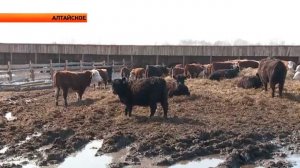 Предприятие "Агростандарт" Алтайского района ("Новости ОТН", 07.04.15г., Бийск)