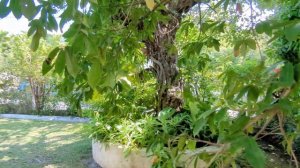 Small lush Jamaican garden with mangos and other tropical fruit and flowers