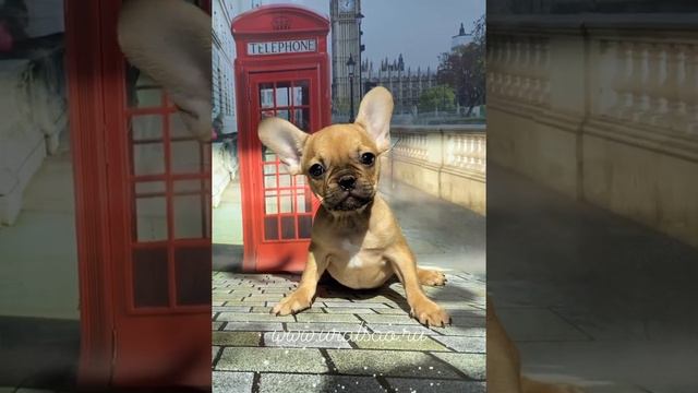 Палевый мальчик 2 месяца смотреть онлайн