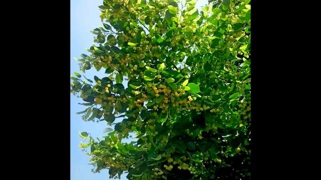 Когда цветут липы