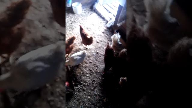 20 курочек и 1 петух.