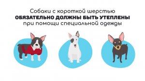 Питомцы и холод