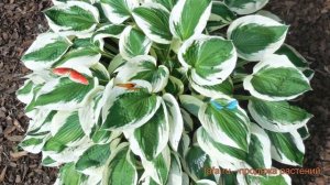 Хоста гибридная Минитмен (hosta minuteman) ? Минитмен обзор: как сажать, луковицы хосты Минитмен