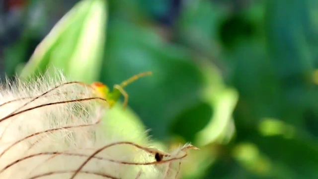 Clematis integrifolia in september смотреть онлайн