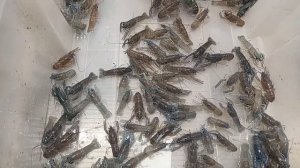 УЗВ своими руками. Градация маленькая АККР. Плотность посадки. Реконструкция биофильтра, отопления.