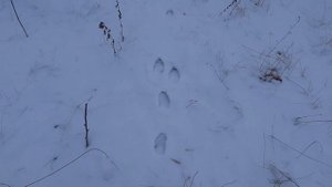 Охота на зайца. Первая охота.Следов море. Тропление зайца. 16 калибр.