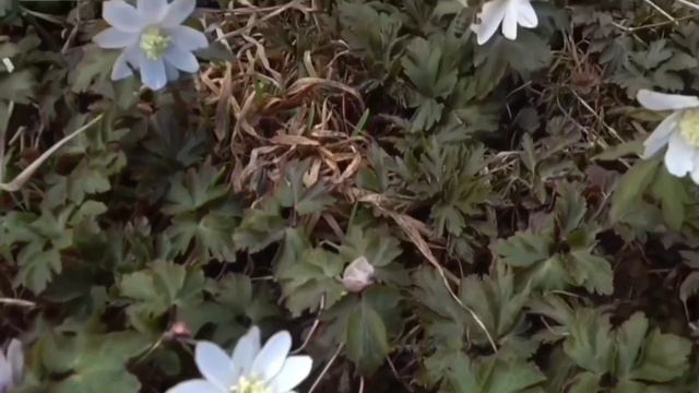 Подснежники на Даче, прилетели скворцы (19.04.24.) смотреть онлайн