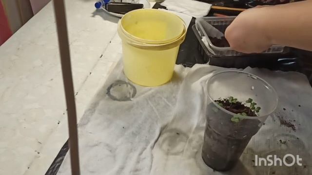 Как мы выращиваем пекинскую и белокочанную капусту. 2 этап. 10.04.2021 год. смотреть онлайн