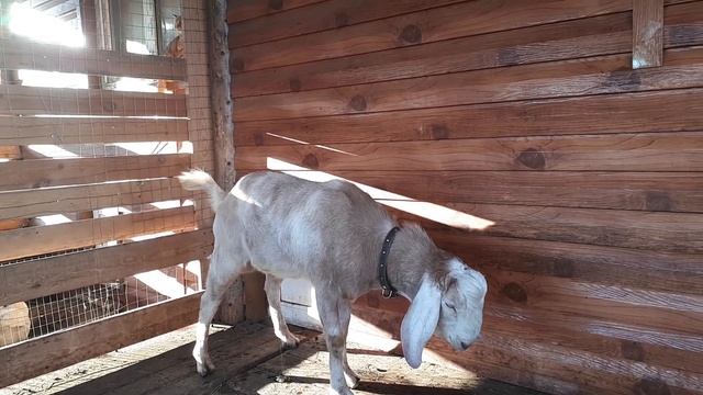 Подготовила козу за 10 дней до окота.//Чуть не случилась беда с козой//Лечим козла уже месяц. смотреть онлайн