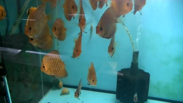 Переселение и профилактика малька. Лечим старых Дискусов смотреть онлайн