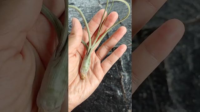 Tillandsia koleksi ku смотреть онлайн