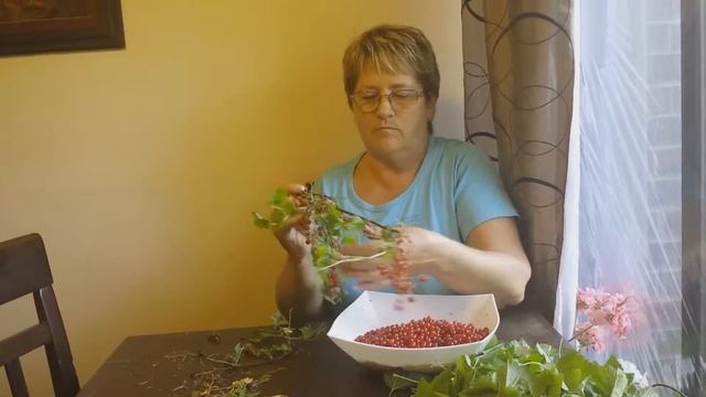 РАЦПРЕДЛОЖЕНИЕ ПО СБОРУ КРАСНОЙ И ЧЕРНОЙ СМОРОДИНЫ