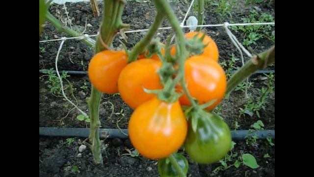 Томат Груша оранжевая смотреть онлайн