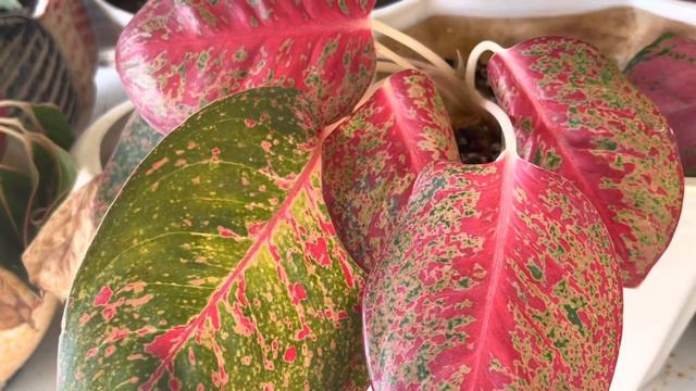 Winter care of Aglaonema| Don’t kill ur favourite houseplant Aglaonema in winter|December Garden ti