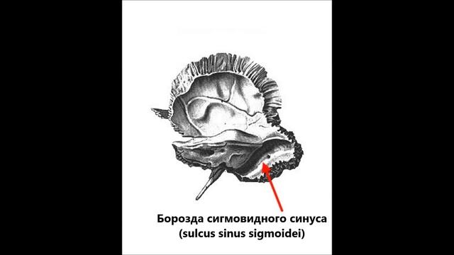 Строение височной кости
