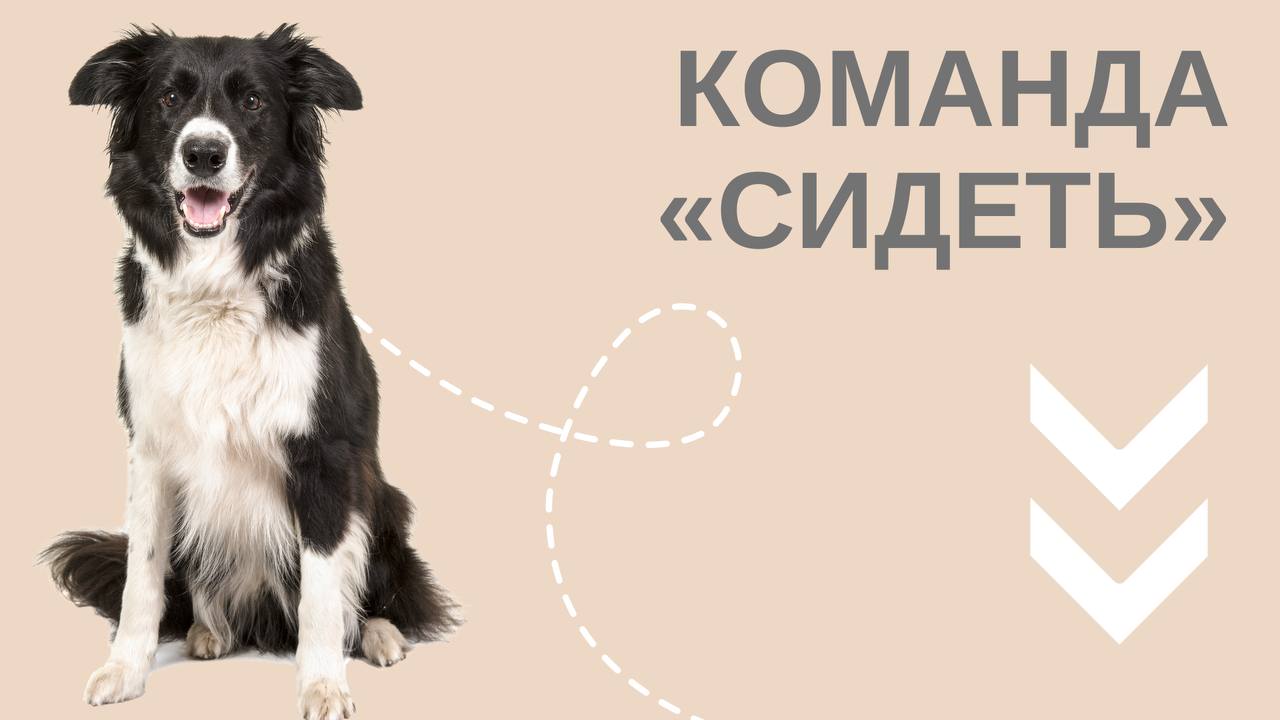 Учим команде "сидеть"