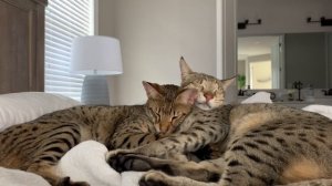 The Most Adorable Savannah Cats Relaxing Ever! Cuteness Overload! Relaxing Video #cute #cats