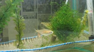 Разведение жёлтых, алмазных конго (Hemigrammopetersius caudalis) | Yellow-tailed Congo Tetra