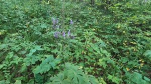 Аконит - Борец дубравный