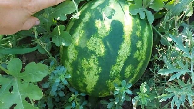 Выращивание арбузов