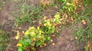 Убрали КУСТОВУЮ ФАСОЛь  красную и черную