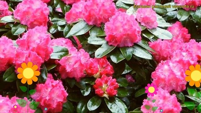 Рододендрон гибридный Германия. Краткий обзор, описание характеристик rhododendron Germania смотреть онлайн