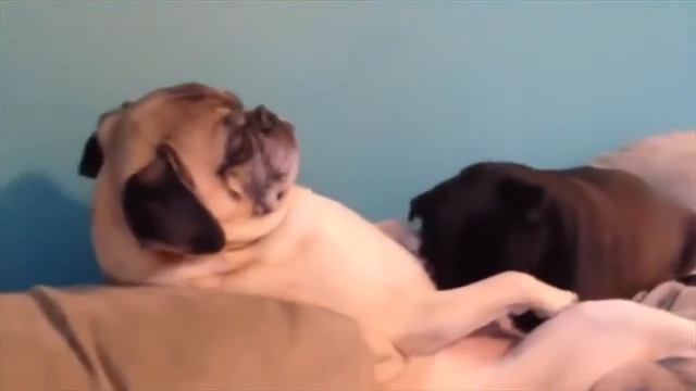 +100500   Фирамир на Бое с Азлагором ВИДФЕСТ смотреть онлайн