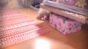 Мне подарили хомяка!