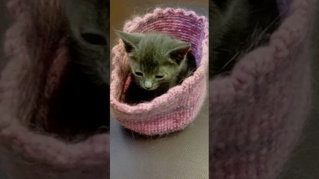 Маня 1,5.mp4