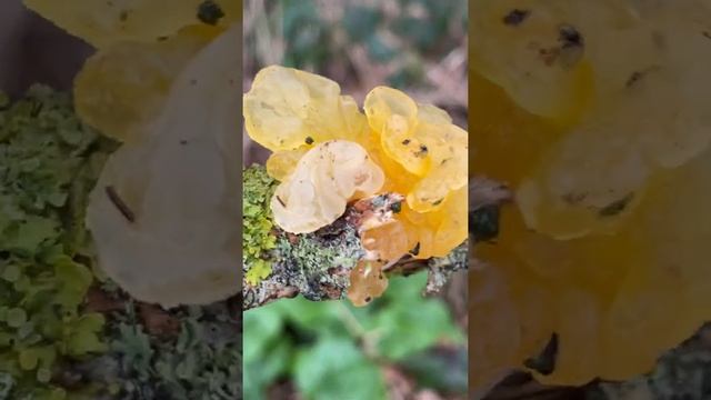 Yellow brain (Tremella mesenterica) fungus - March 2022