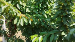 Черешня Саммит. Формировка UFO. Саженцы черешни ??? Cherry Sammit UFO???