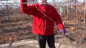 Осенняя обрезка и формирование молодого куста винограда после первого года вегетации