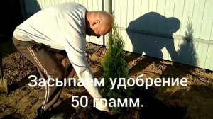 Посадка туи и можжевельника.