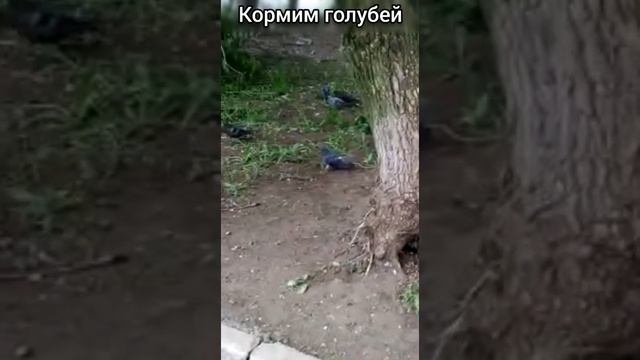 Кормим голубей #звери #животные #помощь #голуби #кормимживотных