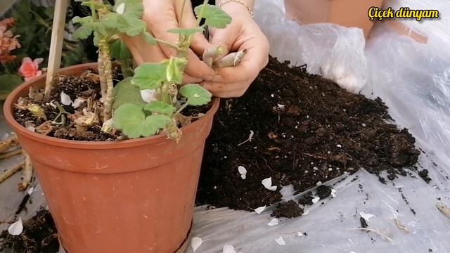 YAŞLANAN SARDUNYALAR NASIL BUDANIR SÜREKLİ ÇİÇEK AÇAR BALKON ÇİÇEKLERİM ÇİÇEK ÇOŞTURAN TARİFLER смотреть онлайн