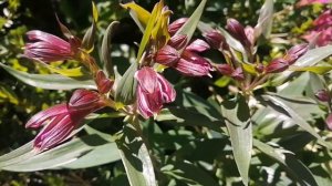 ALSTROEMERIA FLOWER (PERUVIAN LILY) | Meaning and Color Symbolism | Growing fast in Atok