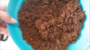 Фитильный полив для антуриума, можно ли выращивать антуриум на фитиле?