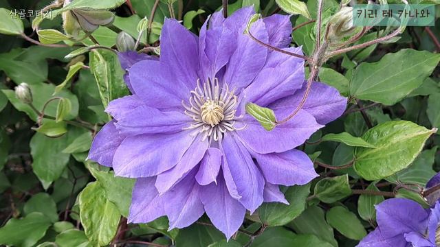 핑크하와이언코랄|바트젤라|paeony|키리테카나와|코페르니쿠스|Clematis|폭풍우가지나간뒤