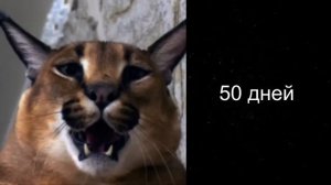Сколько дней осталось до лета!