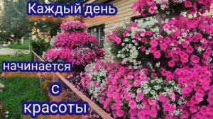 Петуниевые деревья. Опера Суприм Роуз. Новый сезон всё таки радует цветением
