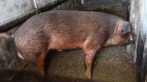 КАК РЫЧИТ ХРЯК ВО ВРЕМЯ ГОНА.